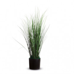 Pianta ornamentale ERBA H55cm